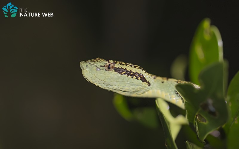 Malabar Pit Viper